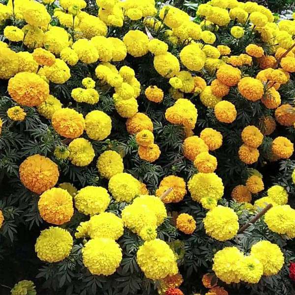 marigold inca seeds Buy Marigold F-1 Inca Mixed Color