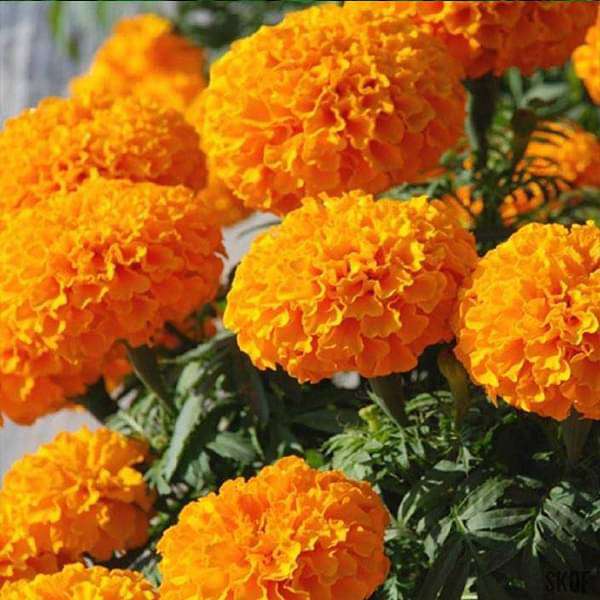 marigold inca seeds Buy Marigold F-1 Inca Orange