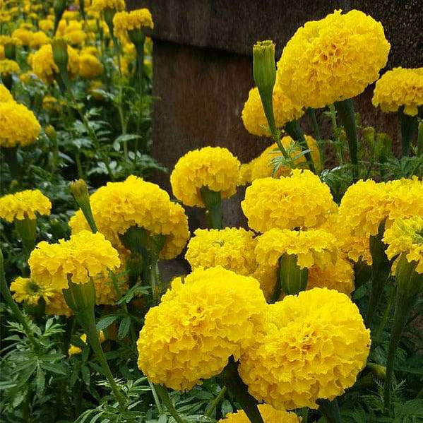 Buy Fragrant Flower Seeds online from Nurserylive at lowest price.