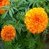 Marigold F-2 Orange Dwarf Double - Flower Seeds