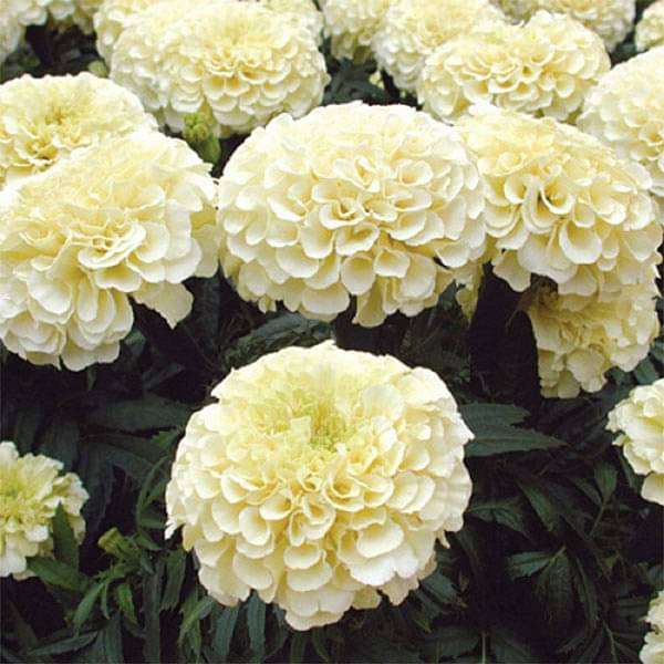 vanilla marigold seeds Buy Marigold F-2 Vanilla White