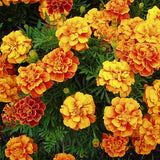 Marigold Guljafri Mixed Color - Desi Flower Seeds
