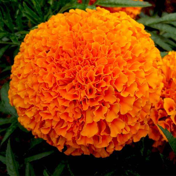 marigold flower seeds online Buy Marigold Perfection Orange