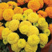 marigold rodeo royal mixed colors - flower seeds