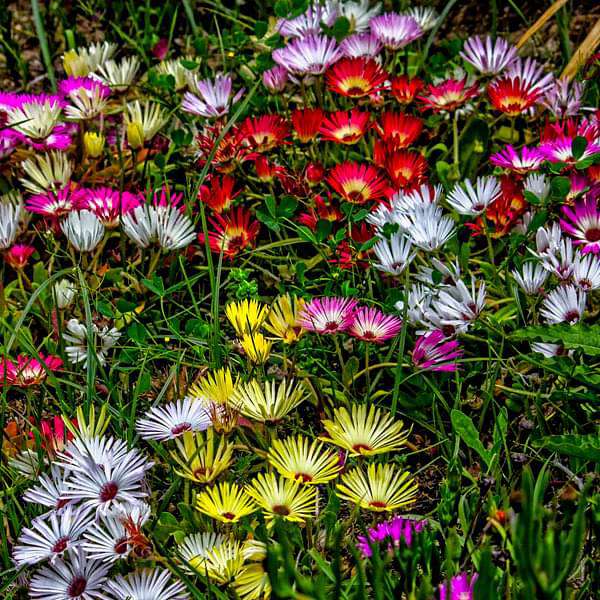 flowering plants seeds online Buy Mesembryanthemum, Ice Plant Mixed Color