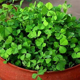 Methi Bombay Wali - Desi Vegetable Seeds