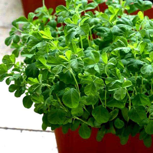 Green Cuisine Fenugreek Leaves (Methi) 7g - - International Flavours Shop
