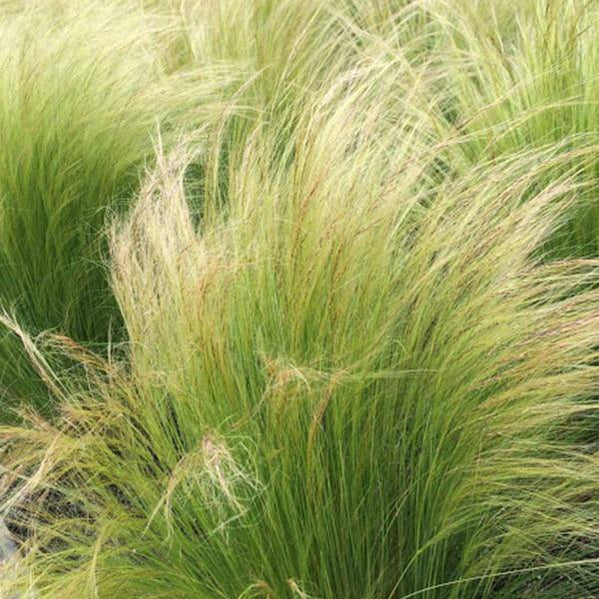 Buy Grass Seeds online from Nurserylive at lowest price.