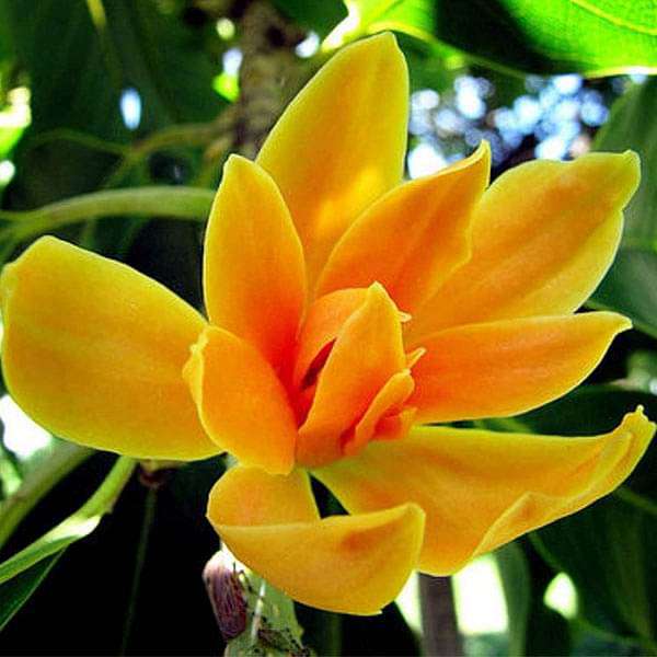 chafa flower seeds Buy Michelia Champaca, Son Champa