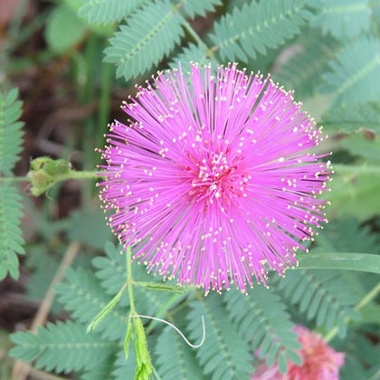 Buy Mimosa Pudica, Touch me not