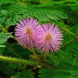 Mimosa, Touch Me Not - Flower Seeds