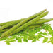 moringa oleifera - 0.5 kg seeds