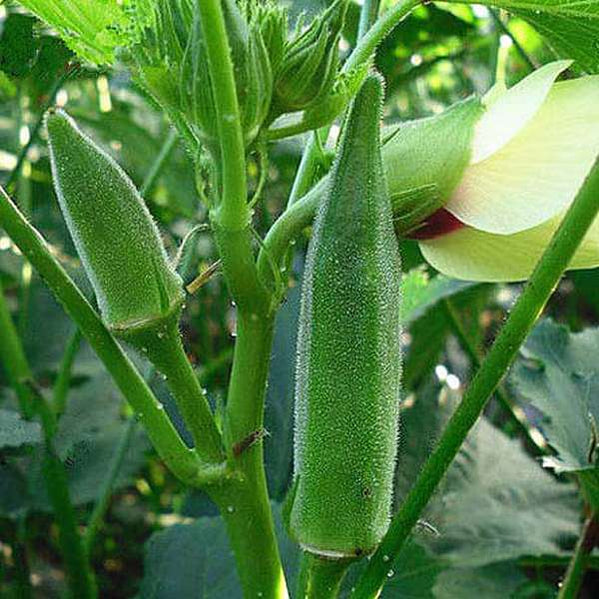 Buy Vegetable and Herb Seeds online from Nurserylive at lowest price.