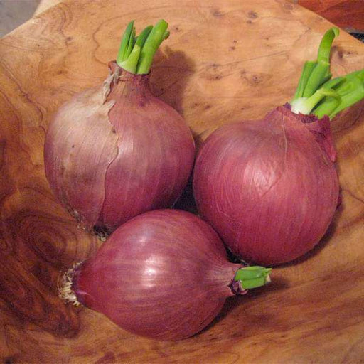 onion light red - desi vegetable seeds
