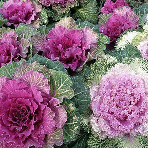 ornamental cabbage - foliage plant seeds