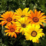 Osteospermum, Dimorphotheca Mixed Color - Flower Seeds