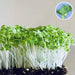 pak choy green - microgreen seeds