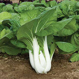 Pak Choy - Vegetable Seeds