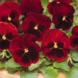 Pansy F1 Scarlet Red Blotch - Flower Seeds