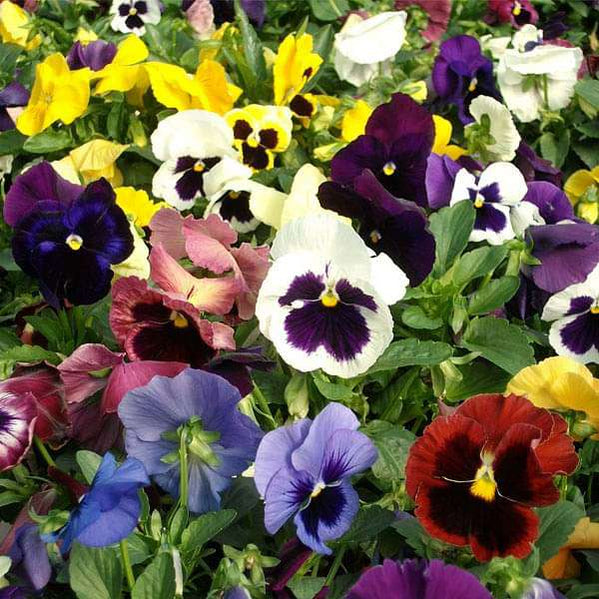 Buy Fragrant Flower Seeds online from Nurserylive at lowest price.