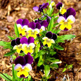 Pansy, Viola Johny Jump Up - Flower Seeds
