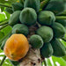 papaya honey dew - 0.5 kg seeds