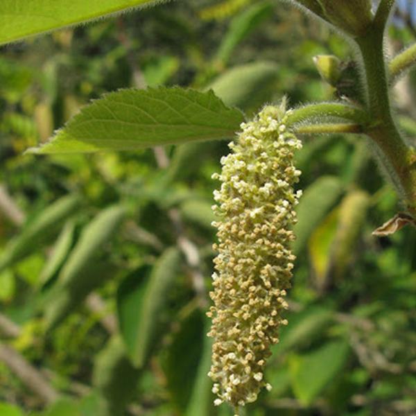 paper mulberry - seeds