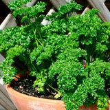 Parsley Forest Green - Vegetable Seeds