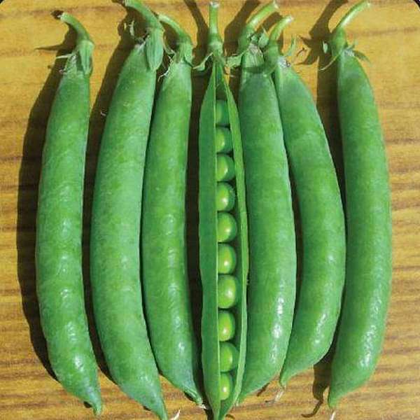peas azad p 3 - desi vegetable seeds