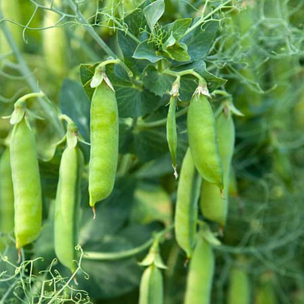 Buy Peas Imported OS 10 - Vegetable Seeds online from Nurserylive at ...