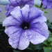 petunia grandiflora purple - flower seeds