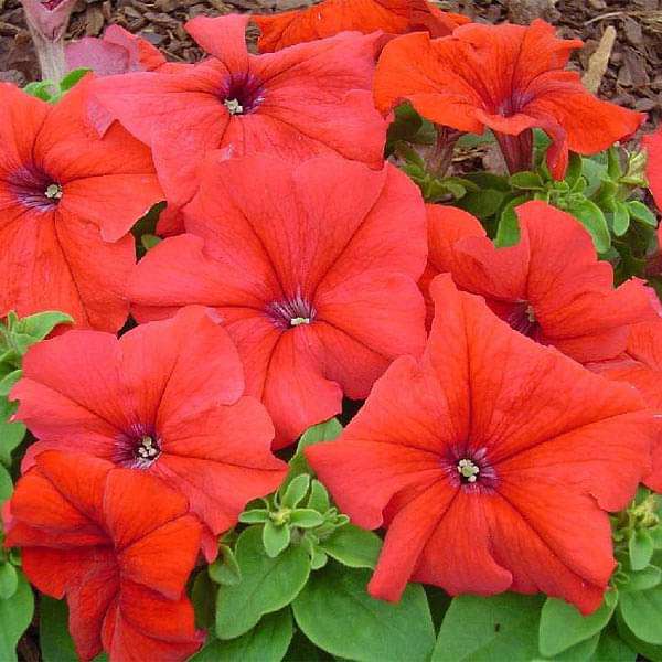 petunia grandiflora red - flower seeds