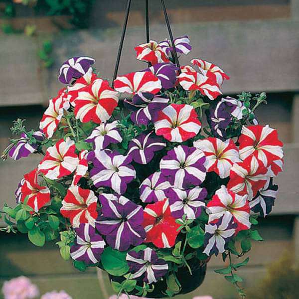 petunia flower seeds online Buy Petunia Ultra Star