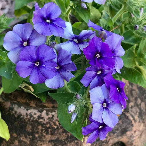 phlox beauty blue - flower seeds
