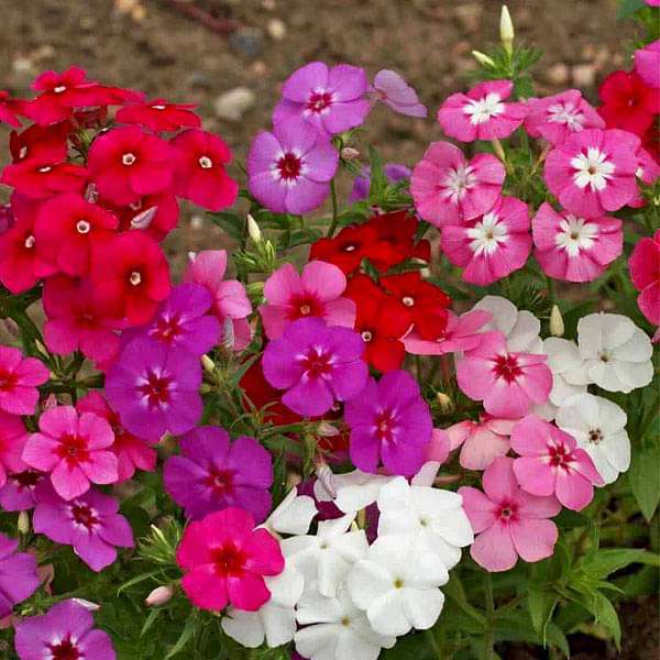 Radiant Blooms Exploring the Phlox Flower Radiant Blooms Exploring the Phlox Flower