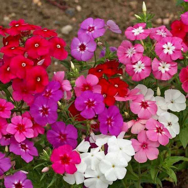 phlox beauty mixed color - flower seeds