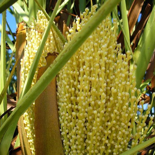 Buy Palm Seeds online from Nurserylive at lowest price.