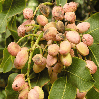 Buy Pistachio, Pista Seeds
