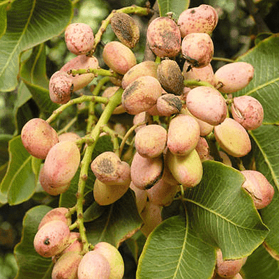 pistachio - 0.5 kg seeds