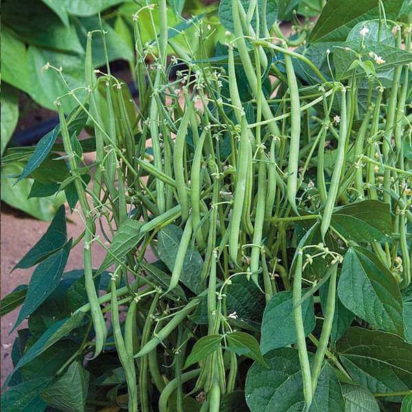 pole beans selection amira - vegetable seeds