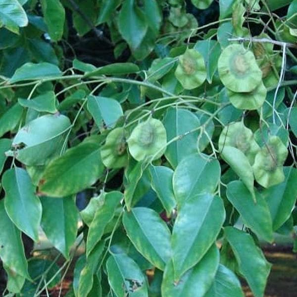 pterocarpus marsupium - 0.5 kg seeds