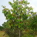 pterospermum acerifolium - 0.5 kg seeds