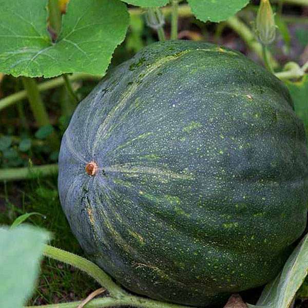 pumpkin - desi vegetable seeds