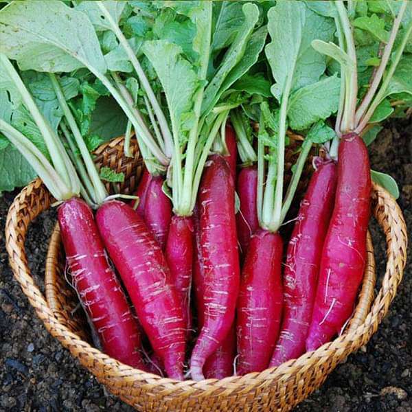 radish f1 long red - vegetable seeds