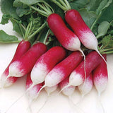 Radish Half Red Imported - Vegetable Seeds