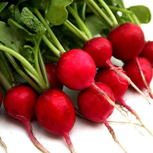 radish imported scarlet red globe - vegetable seeds