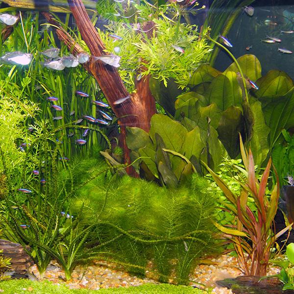 Aquarium Plants The Online Aquarium Shop Online Aquarium Plant