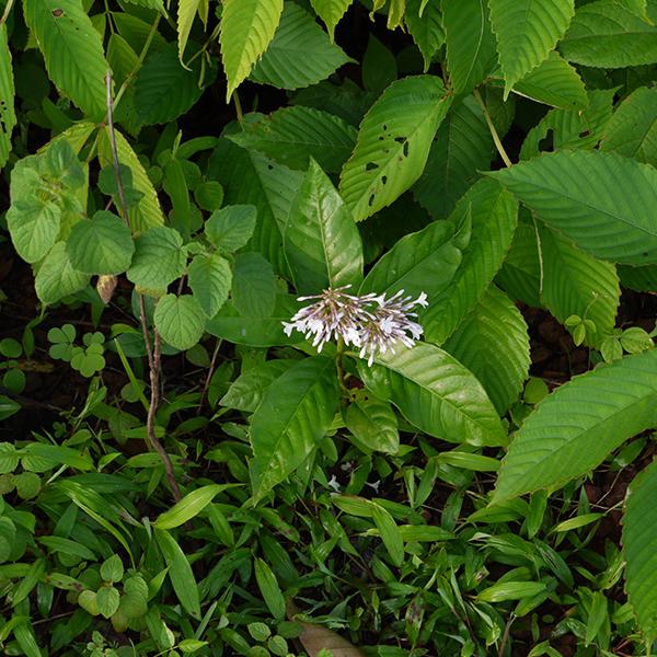 Buy Rauvolfia Serpentina Sarpgandha 0.5 kg Seeds online from