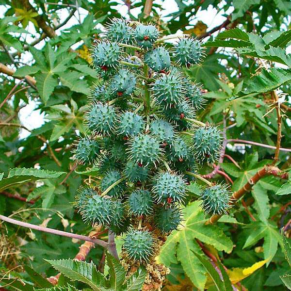 castor oil plant seeds Buy Ricinus Communis, Castor Oil Plant, Arandi