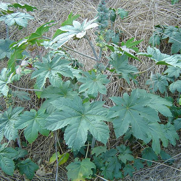 ricinus communis - 0.5 kg seeds
